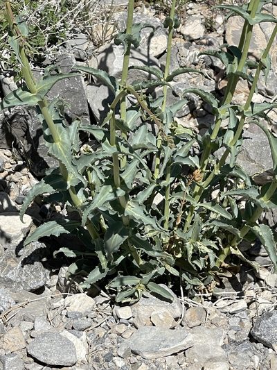 Penstemon bicolor, photographed by CK2AZ