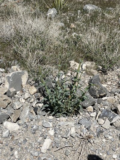 Penstemon bicolor, photographed by CK2AZ