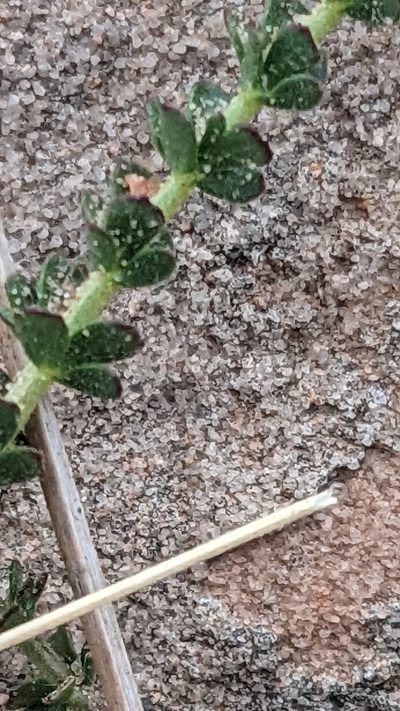 Potentilla sabulosa, photographed by Darrin Gobble