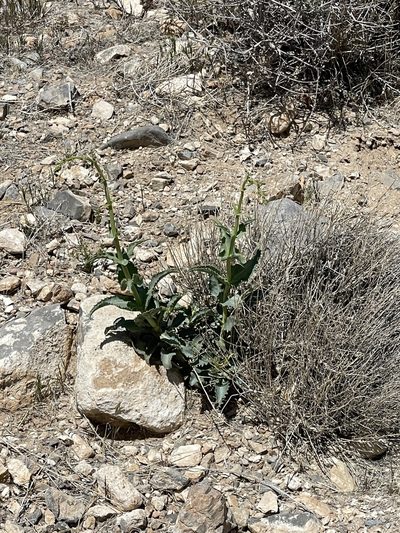 Penstemon bicolor, photographed by CK2AZ