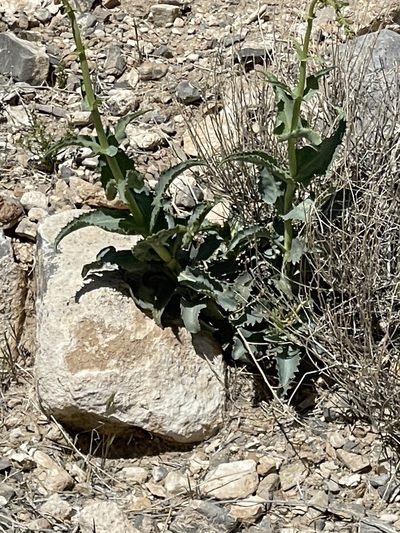 Penstemon bicolor, photographed by CK2AZ