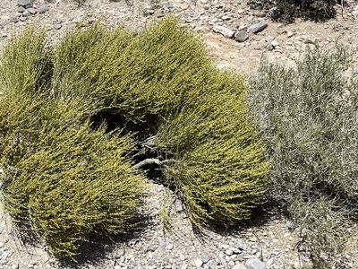 Ephedra viridis, photographed by CK2AZ