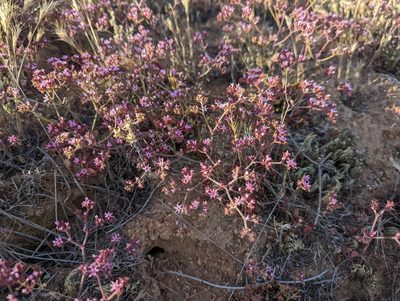 Chorizanthe fimbriata, photographed by Trevor Van Loon