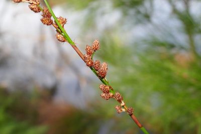 Baloskion tetraphyllum, photographed by Gary Williams