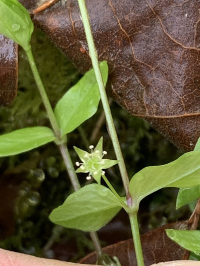 Stellaria crispa, photographed by Tom Erler