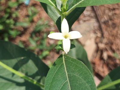 Morinda coreia, photographed by Pranav Chandra Bose