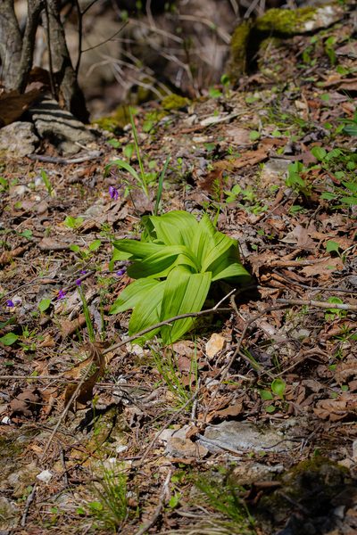 Melanthium woodii, photographed by Nathan Aaron