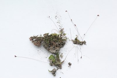 Leptobryum pyriforme, photographed by Quinten Wiegersma