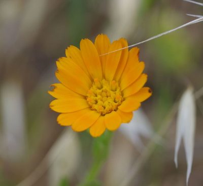 Calendula arvensis, photographed by Rick Mandel