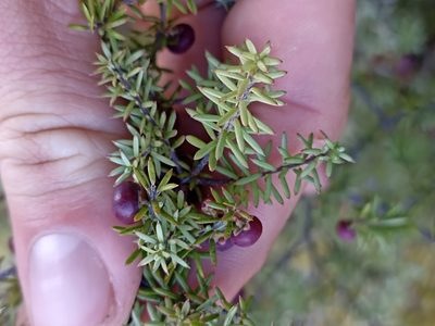 Leptecophylla juniperina, photographed by Oscar Dove