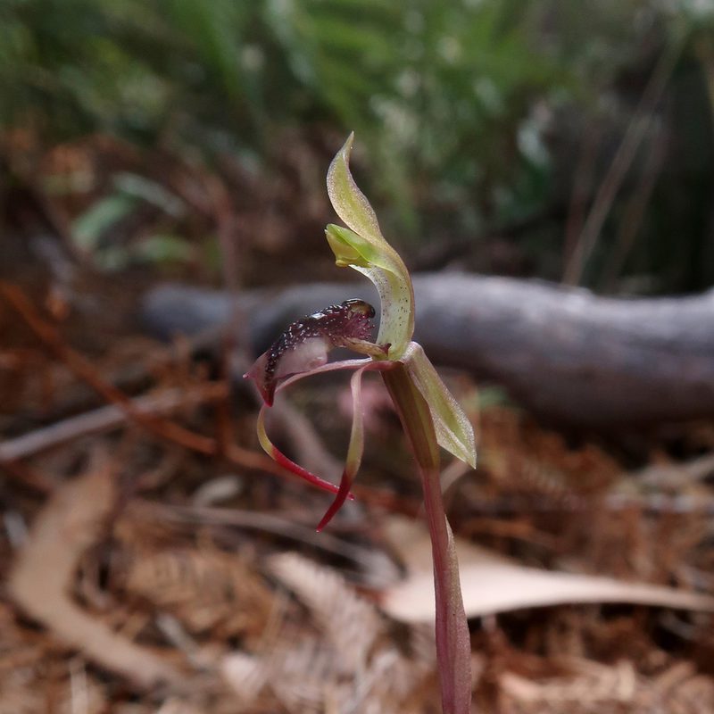 Chiloglottis reflexa, photographed by Cowirrie