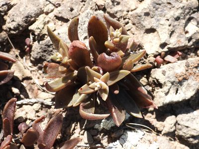 Dudleya parva, photographed by James M. Maley