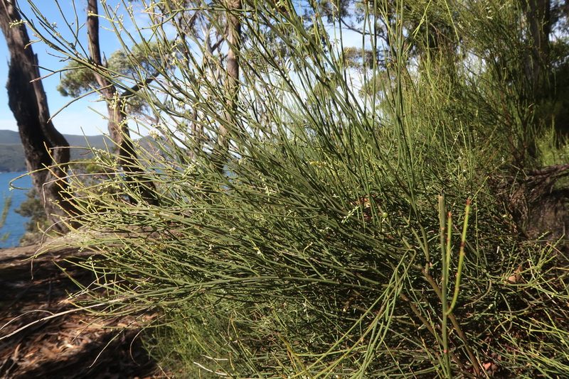 Leptomeria drupacea, photographed by Cowirrie