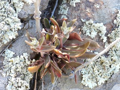 Dudleya parva, photographed by James M. Maley