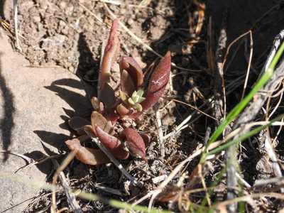 Dudleya parva, photographed by James M. Maley