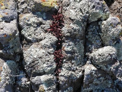 Dudleya parva, photographed by James M. Maley