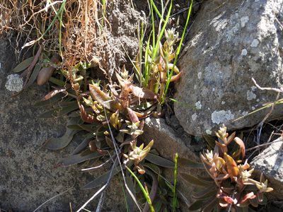 Dudleya parva, photographed by James M. Maley