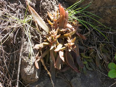 Dudleya parva, photographed by James M. Maley