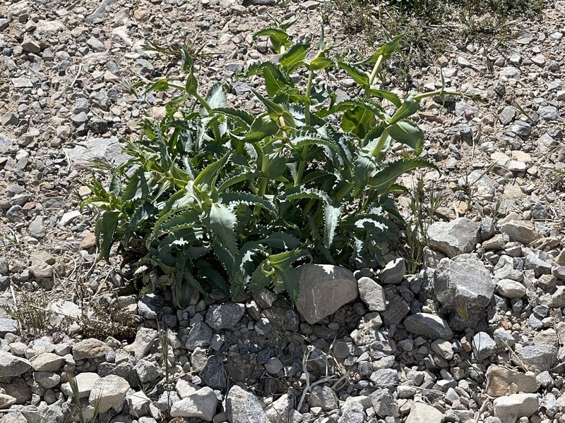 Penstemon palmeri, photographed by CK2AZ