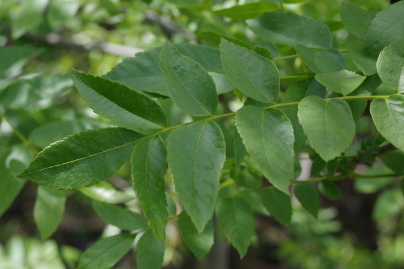 Juglans hindsii, photographed by Rick Mandel