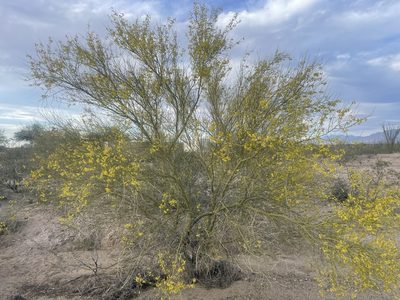Parkinsonia florida, photographed by lejones417