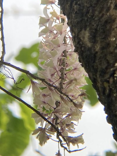 Dendrobium aphyllum, photographed by John Kenrick Gibson