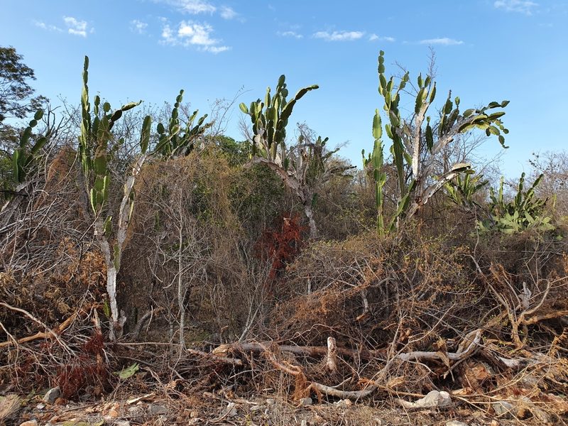Leptocereus undulosus, photographed by Yolanda M. Leon