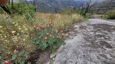 Lupinus stiversii, photographed by Chris Winchell