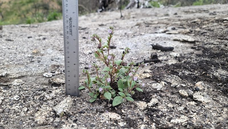 Phacelia vallicola, photographed by Chris Winchell