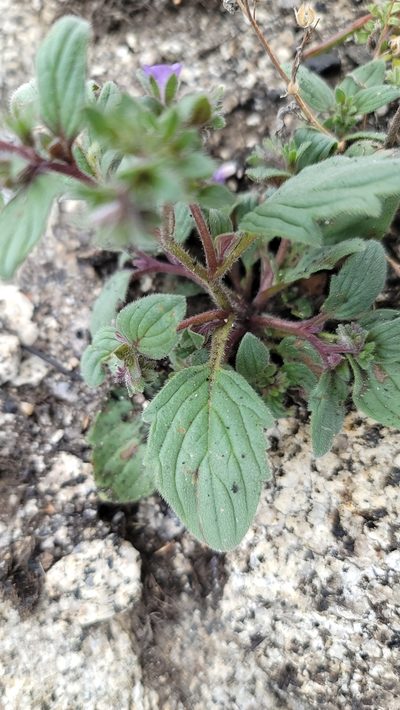 Phacelia vallicola, photographed by Chris Winchell