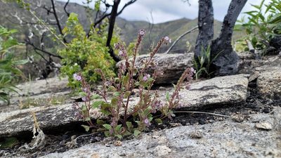 Phacelia vallicola, photographed by Chris Winchell