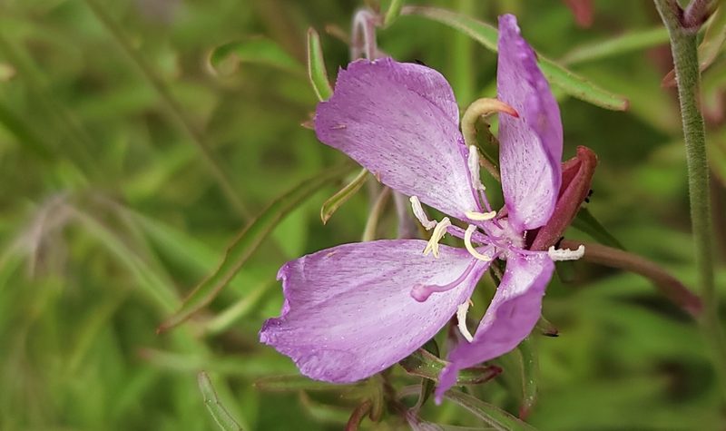Clarkia dudleyana, photographed by Chris Winchell