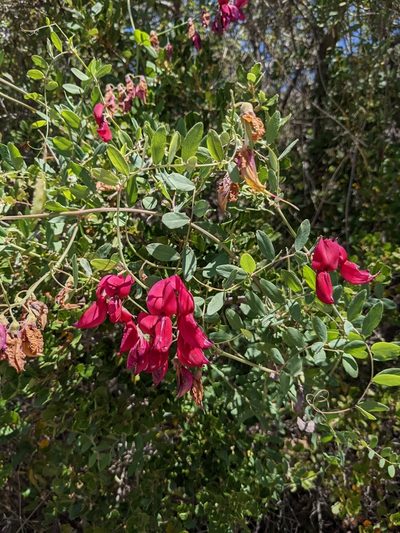 Lathyrus splendens, photographed by sdash