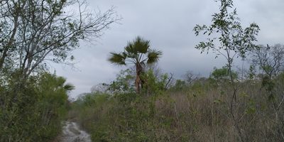 Brahea dulcis, photographed by Tereso Hernández Morales