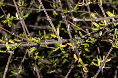 Olearia bullata, photographed by Carey_Knox_Southern_Scales