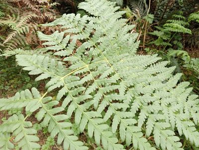 Histiopteris incisa, photographed by John Barkla