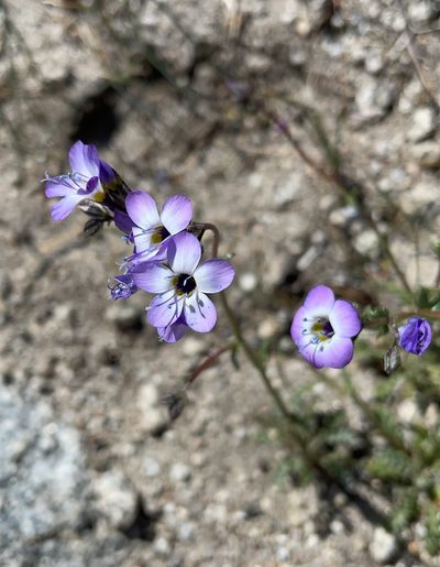 Gilia brecciarum, photographed by Nancy Overholtz