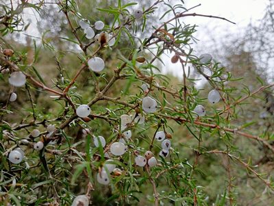 Coprosma rugosa, photographed by John Barkla