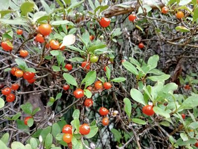 Coprosma foetidissima, photographed by John Barkla