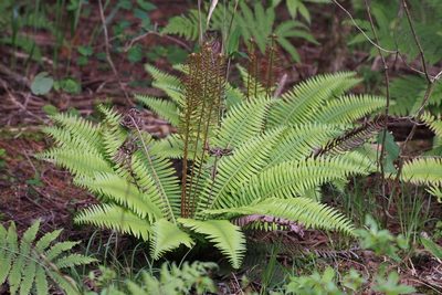 Spicantopsis niponica, photographed by harum.koh
