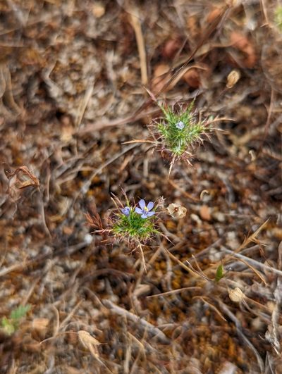 Navarretia tagetina, photographed by My-Lan Le