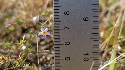 Leptosiphon filipes, photographed by Chris Winchell