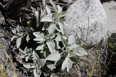 Salvia apiana, photographed by paulexcoff