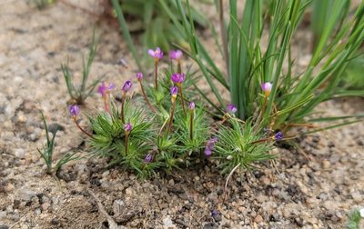 Leptosiphon bicolor, photographed by Chris Winchell