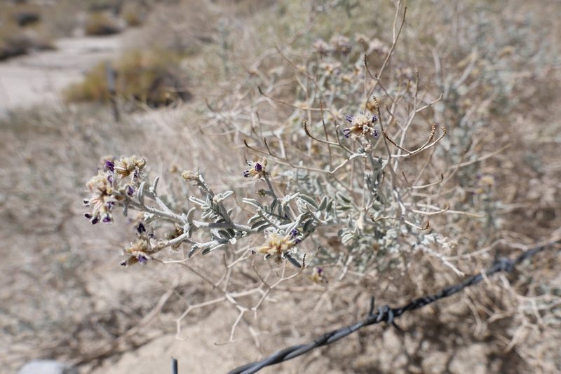 Psorothamnus emoryi, photographed by paulexcoff