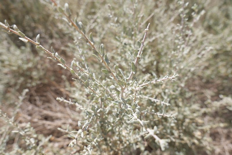 Atriplex polycarpa, photographed by paulexcoff