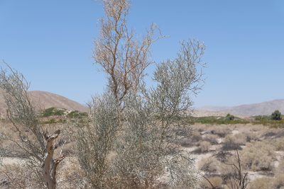 Psorodendron spinosum, photographed by paulexcoff