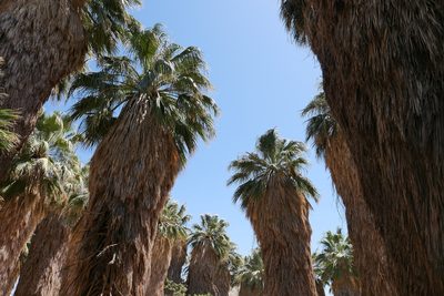 Washingtonia filifera, photographed by paulexcoff