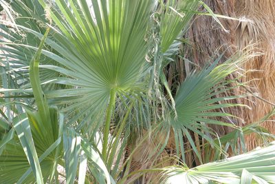 Washingtonia filifera, photographed by paulexcoff