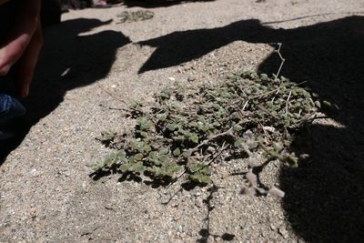 Tiquilia plicata, photographed by paulexcoff